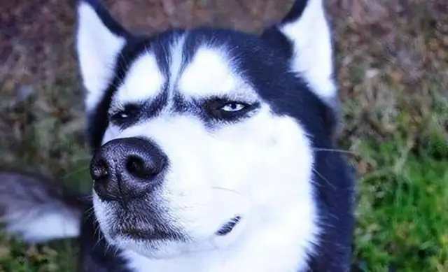 Even though the masters like to treat an alien dog as a pet, only a field dog knows how to appreciate and repay