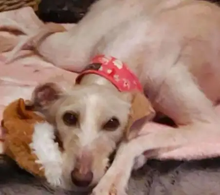 Skinned dogs are left on the side of the road, and the car buyers want to dig up and bury it, and they find it breathing