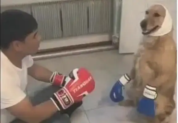 The master fights with the dog, the dog gets his head off, the master gets his black eyes
