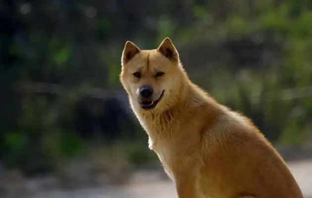 Even though the masters like to treat an alien dog as a pet, only a field dog knows how to appreciate and repay