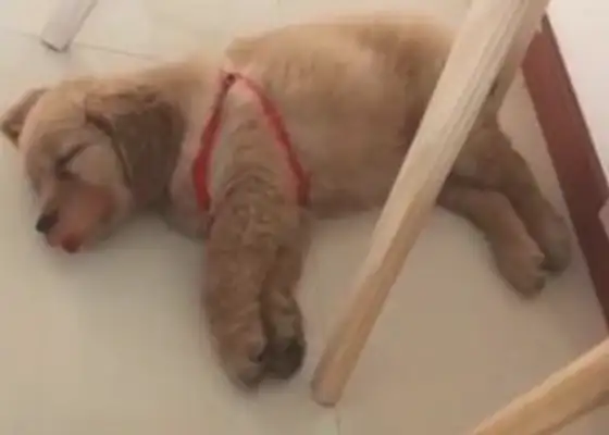 The dog goes to sleep and dances rock and roll, and the master sits down and looks like a dog