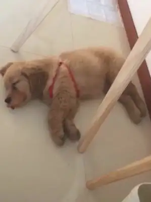 The dog goes to sleep and dances rock and roll, and the master sits down and looks like a dog