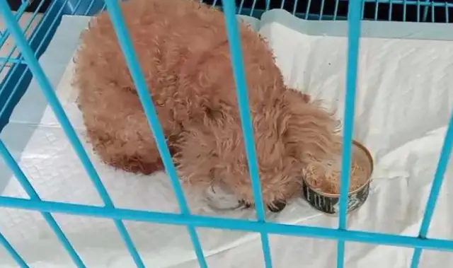 The dog who accompanied the master for more than 10 years was abandoned for his old age, and since he was saved, he's been thinking of the master