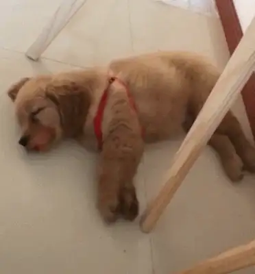 The dog goes to sleep and dances rock and roll, and the master sits down and looks like a dog