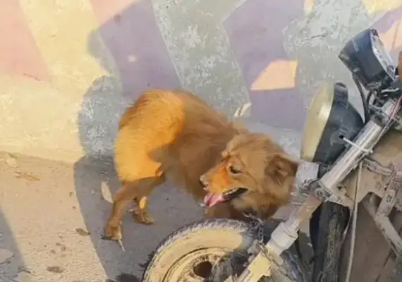 Faced with 350 bucks, the dog owner himself pulled the dog out of the car