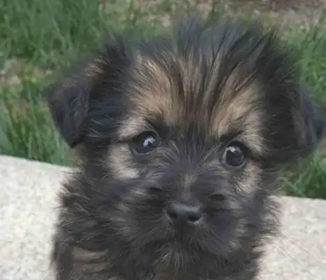 I found a little milk dog in the garden, and when the girl took it home, the neighbor saw that the dog was devalued