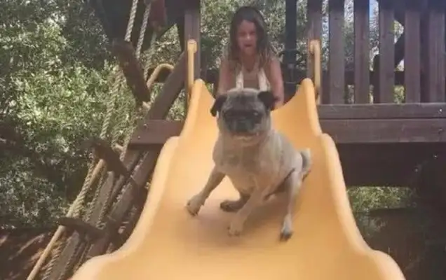 The dog plays the slide: Ben Wang is not in a hurry, and then the dog's little look makes you laugh