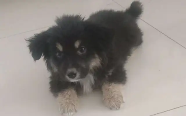 The passers-by took the stray dog and left