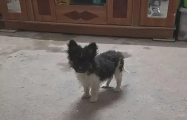 The stray dog was starving for days in a fast restaurant, and the girl took it back for two days