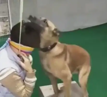 The master acts like he's hanged, the dog rescues quickly, the tooth bites off the rope in an instant