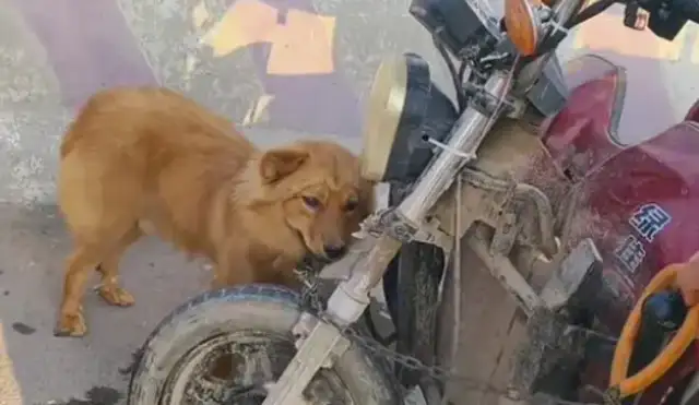 Faced with 350 bucks, the dog owner himself pulled the dog out of the car
