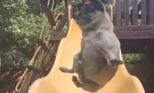 The dog plays the slide: Ben Wang is not in a hurry, and then the dog's little look makes you laugh