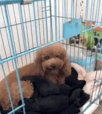 Mother Teddy gave birth to a bunch of little black dogs and the master was crying。