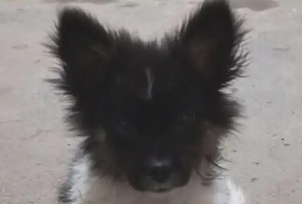 The stray dog was starving for days in a fast restaurant, and the girl took it back for two days