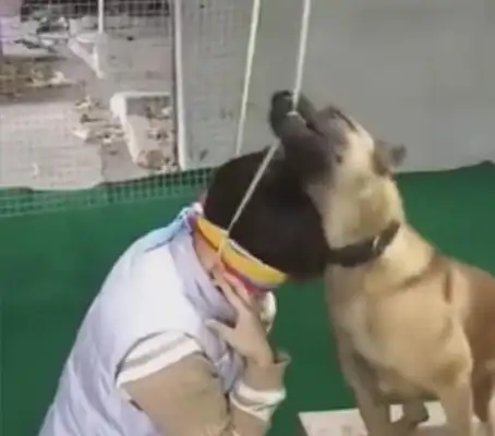 The master acts like he's hanged, the dog rescues quickly, the tooth bites off the rope in an instant