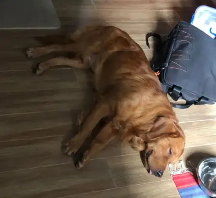 I woke up smelling smelly and went out and looked on the couch, dog: I'm sorry