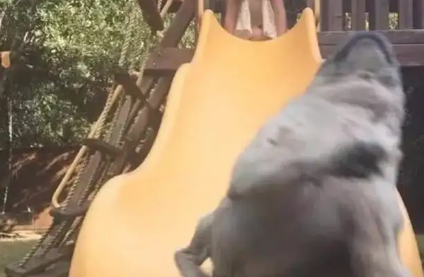 The dog plays the slide: Ben Wang is not in a hurry, and then the dog's little look makes you laugh