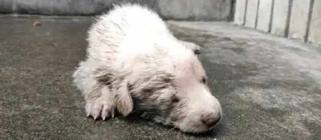 I found a dying baby dog at the door of the rain, and the girl was bleeding