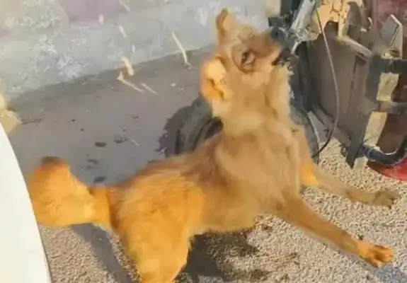 Faced with 350 bucks, the dog owner himself pulled the dog out of the car