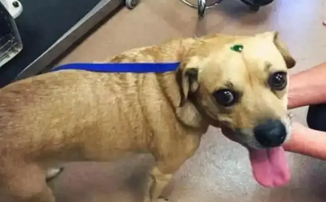 The dog's head was maligned with stones and the operation succeeded in finding a new home