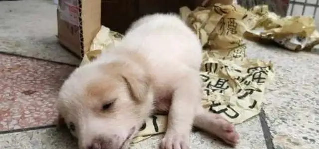 I found a dying baby dog at the door of the rain, and the girl was bleeding