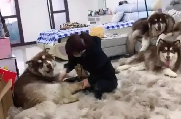 A girl in Gillin brushed four dogs. The scene was like a wool cutter