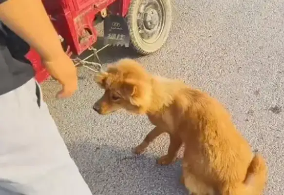 Faced with 350 bucks, the dog owner himself pulled the dog out of the car