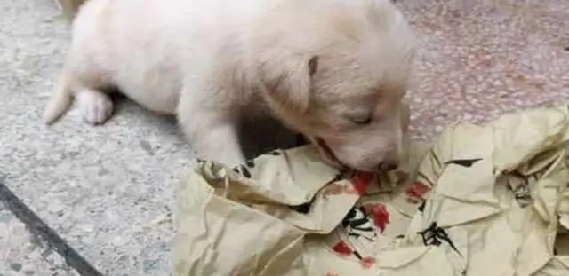 I found a dying baby dog at the door of the rain, and the girl was bleeding