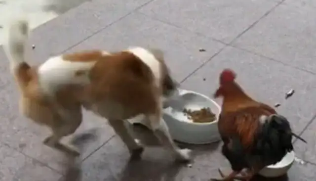 Dogs and cocks fight for food, and the surroundings come to watch, and it's funny