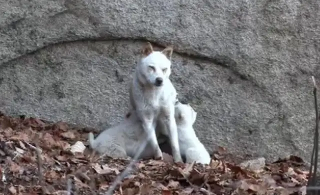 Mother stray dog in the mountains, living hard by charity, gave his dog a good heart to survive. People