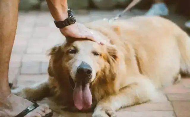 The dog's head was maligned with stones and the operation succeeded in finding a new home