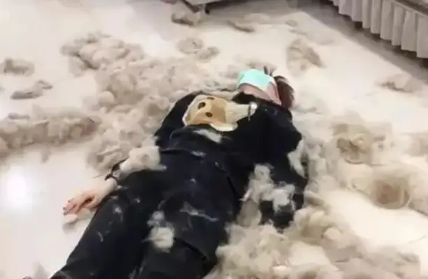 A girl in Gillin brushed four dogs. The scene was like a wool cutter