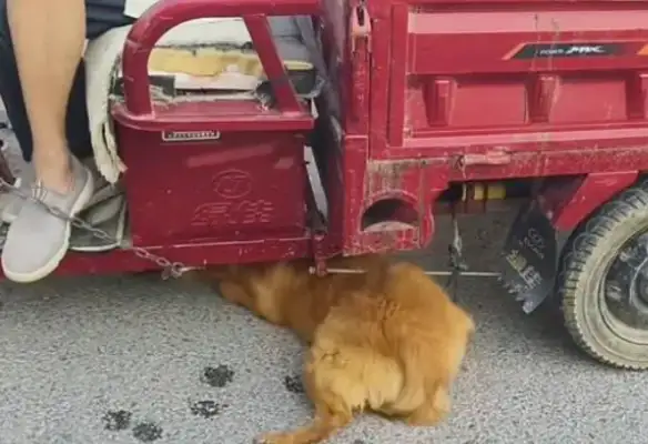 Faced with 350 bucks, the dog owner himself pulled the dog out of the car