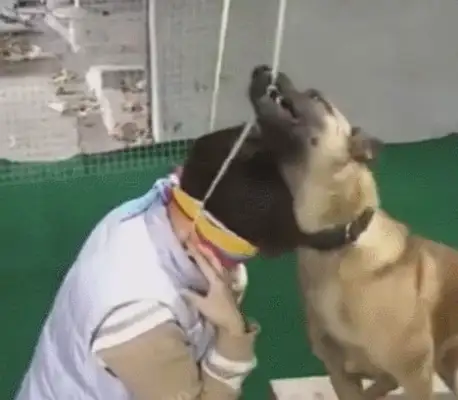 The master acts like he's hanged, the dog rescues quickly, the tooth bites off the rope in an instant