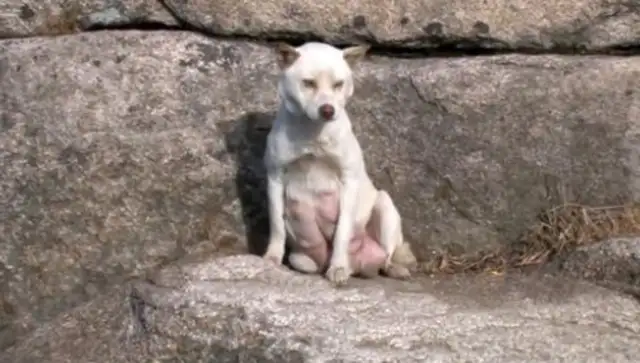 Mother stray dog in the mountains, living hard by charity, gave his dog a good heart to survive. People