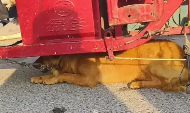 Faced with 350 bucks, the dog owner himself pulled the dog out of the car