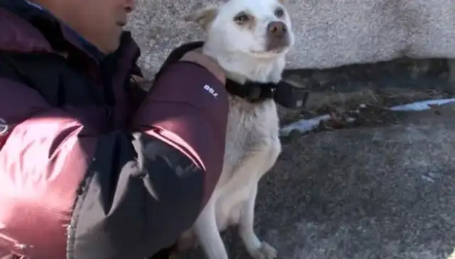 Mother stray dog in the mountains, living hard by charity, gave his dog a good heart to survive. People