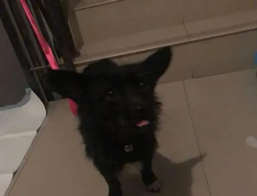 There's no one in the elevator to pick up a dog who's only gone home