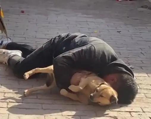 Hebei's men were drunk and were sleeping with dogs! Dog face: I didn't drink at all