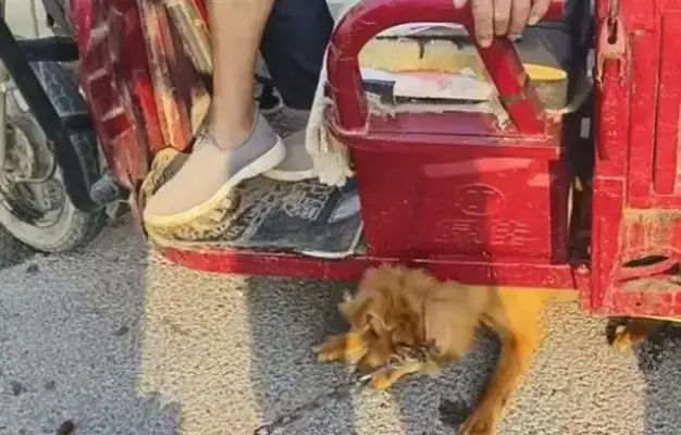 Faced with 350 bucks, the dog owner himself pulled the dog out of the car