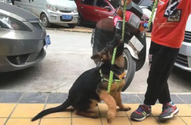 My son untied the dog rope and let Devon run himself