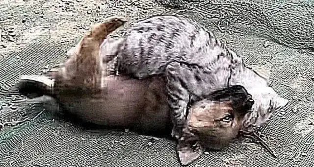 The dog was barking in the yard and thought he was beaten up by his neighbor
