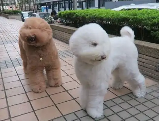 It's too windy out there, and the eyes of the VIP dog are covered. Dog: Mother, I want to go home