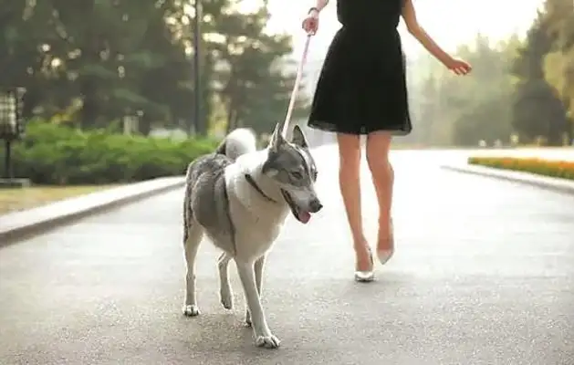 The Southern Sea of Fuoshan has issued a regulation on civilization in residential areas, which strictly prohibits dogs from walking in places where children are active