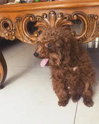 A nice guy picked up a teddy dog and smiled a week later and brought a surprise to his master