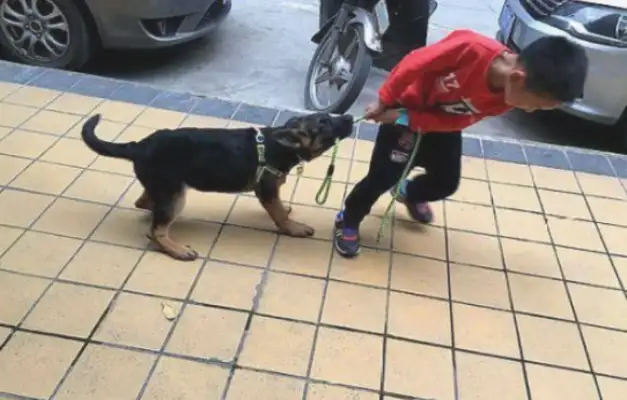 My son untied the dog rope and let Devon run himself