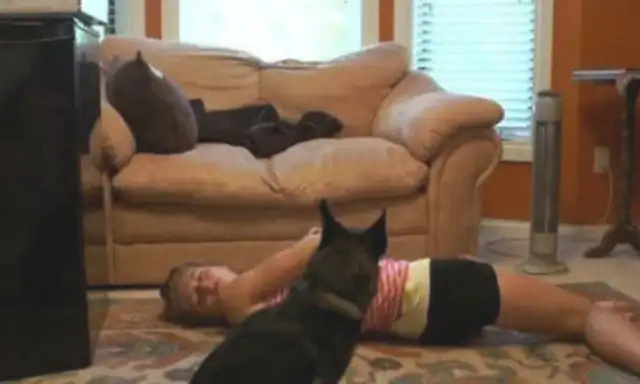 The master fainted around the sofa, and the doggy scene immediately panicked, and then the behavior was so sweet