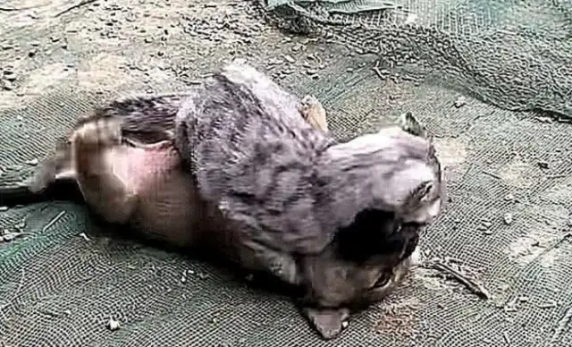 The dog was barking in the yard and thought he was beaten up by his neighbor