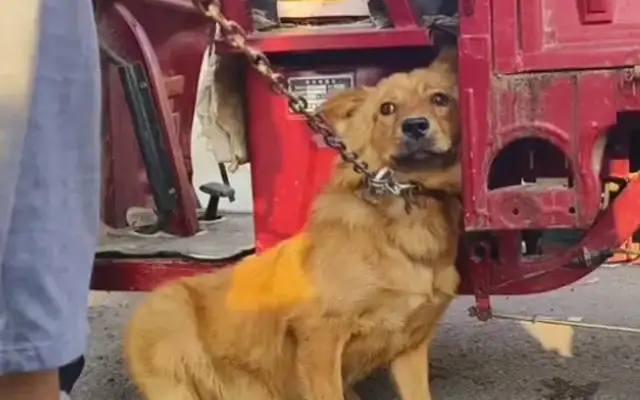 Faced with 350 bucks, the dog owner himself pulled the dog out of the car