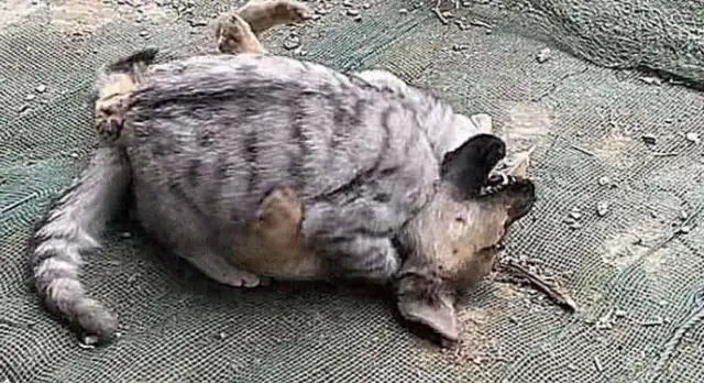 The dog was barking in the yard and thought he was beaten up by his neighbor